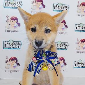 ShiBA INu