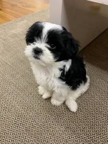 Prancy Shihpoo Round Eyes Puppy Baby Puppy