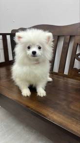 PureWhite Female Pomeranian Puppy F380