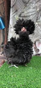 ayam poland , polish chicken