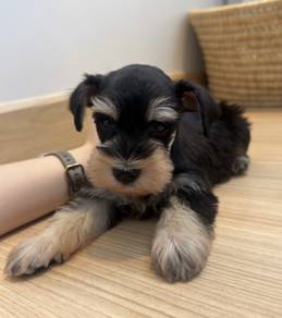 SCHNAUZER MINIATURE PUPPIES 6R75 🌻 雪纳瑞 Available
