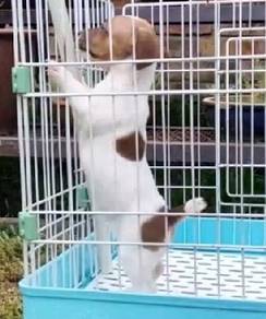 Jack Russell Female Puppy
