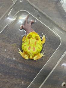 mutant pacman frog katak