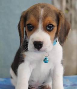 Beagle 