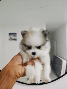 Pomeranian 