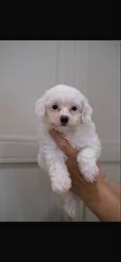 Toy Poodle