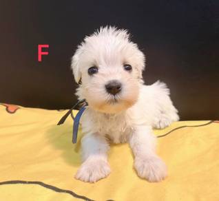 SCHNAUZER MINIATURE PUPPIES 6R59 🌻Available