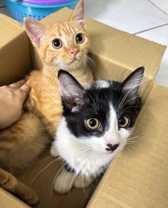 Oreo 3half months/ Oyen 5 months (Adopt both cat)