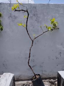 Pokok Anggur manis