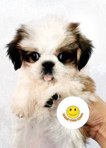 SHH_ST7222 little MINI Shih Tzu pretty pet dogs