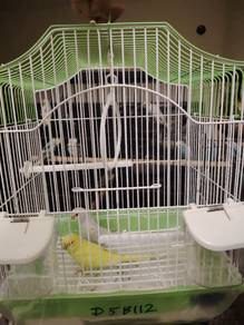 burung baji / budgie + cage