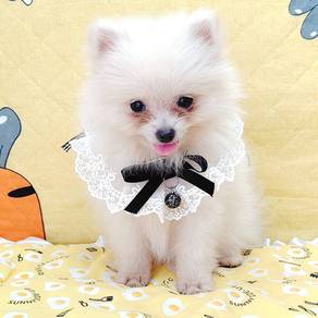 Pomeranian