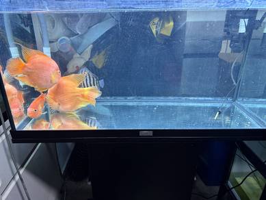 super big parrot fish