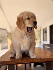 Golden Retriever t