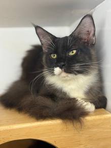 Maincoon