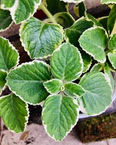 Oregano / Thyme / Indian Borage/ Mint + VARIEGATED