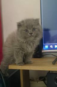 Scottish Mix British Kitten