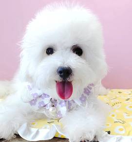Bichon Frise