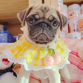 Pug