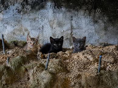 PERCUMA UNTUK Diadopsi – 3 EKOR ANAK KUCING 🐾