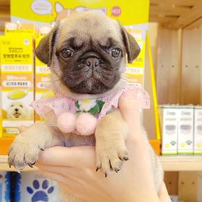 Pug