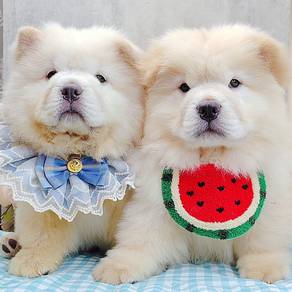 CHOW cHOW