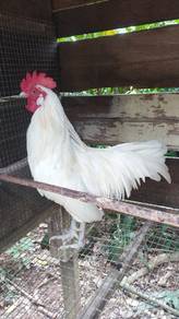 ayam hutan 