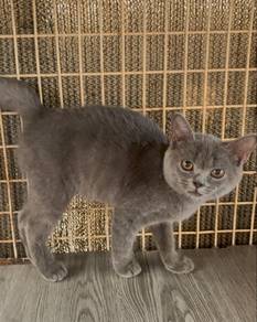 Mix BSH Kitten