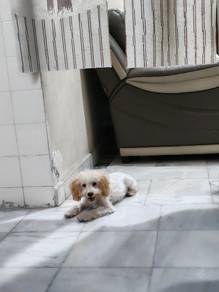 Toy Poodle 6 months female 