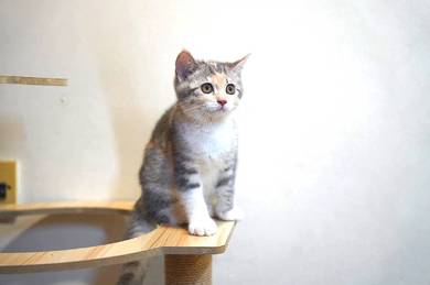 BSH dilute calico (female) 
