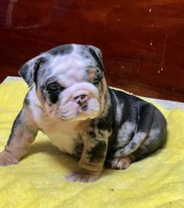 ENGLISH BULLDOG PUPPIES Male C005