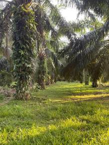 Agricultural Land in Pekan, PHG