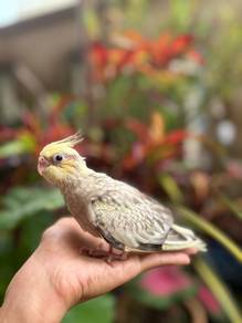 burung cockatiel pf pearl bird parrot