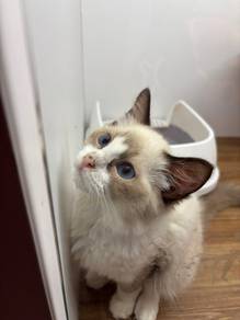 Ragdoll