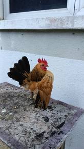 ayam serama 