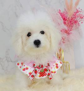 Bichon Frise