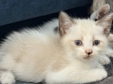 Kitten Comel