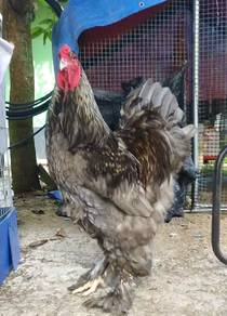 Anak ayam Brahma Blue dan splash