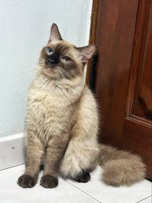 Siamese Male Cat