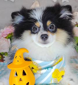 Pomeranian