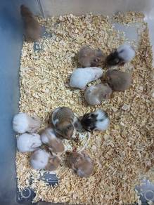 hamster syrian