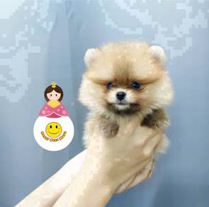 TE_1000 BEAR FACE Tiny size Pomeranian pet dog