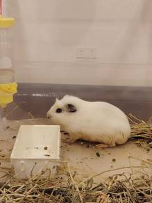 American Guinea  Pig