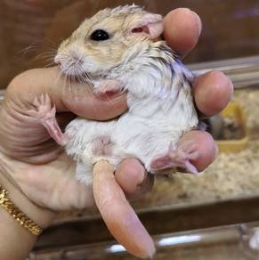 fat tail gerbil female