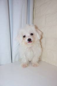 J0868 Maltese Cute Round Eyes Tiny Little Puppy
