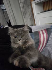 persian kitten
