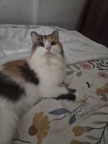 birman cat
