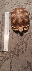 sulcata tortoise 