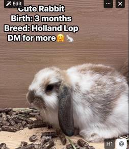 Rabbit for sale