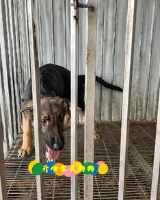 German Shepherd (M)